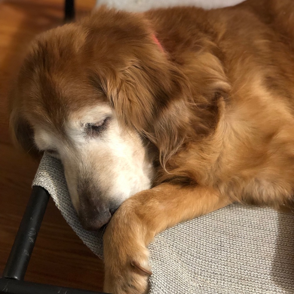 Meet your Posher, Trisha